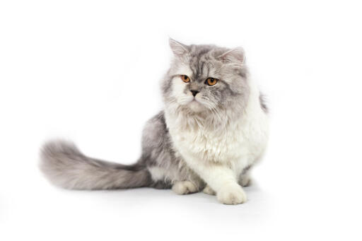 Mjuk grå och vit persisk katt med två färger mot en vit bakgrund.