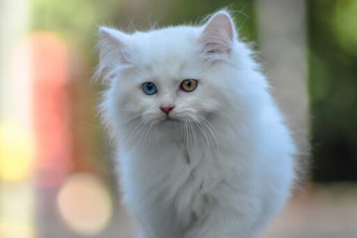 Udda öGon persisk katt ute och går