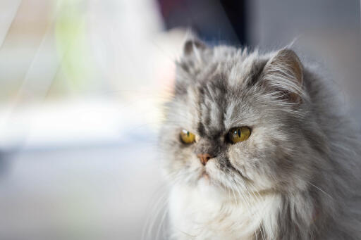 Persian pewter cat närbild av ansiktet