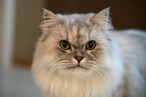 Silver tabby persisk katt närbild