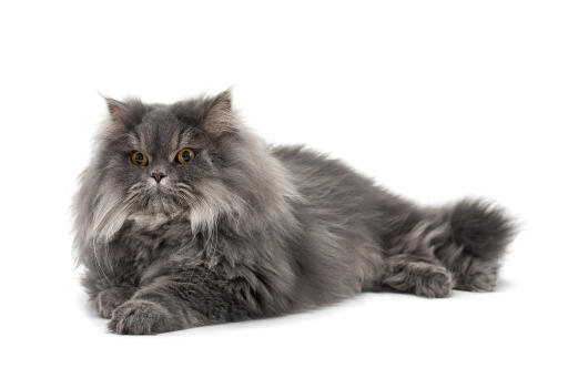 Framstående persian smoke cat liggande mot en vit bakgrund