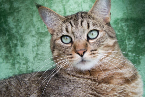 Närbild av pixie bob katt mot en grön bakgrund