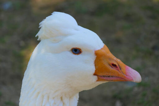 Roman Goose med distinkt tuft