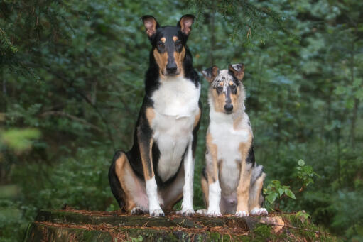 Smooth-collie-fäder-och-son