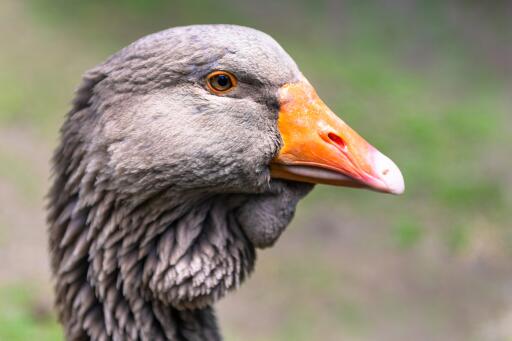 Närbild av toulouse Goose
