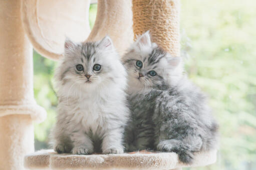 Två silvertabby persiska kattungar som sitter i ett kattträd