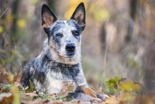 En närbild av en australian cattle dog's vackra skarpa öron