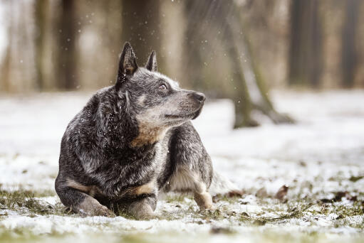 En vargig australian shepherd dog ute i naturen Snow