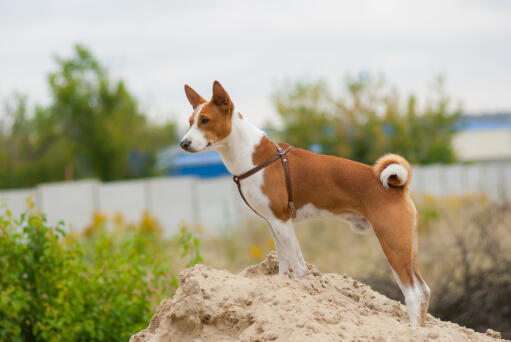 En härlig liten basenji med en vacker lockig svans och spetsiga öron