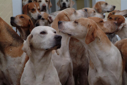 En flock engelska foxhounds på kenneln