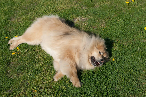 En eurasier med en härlig tjock och mjuk päls som ligger ner i gräset.