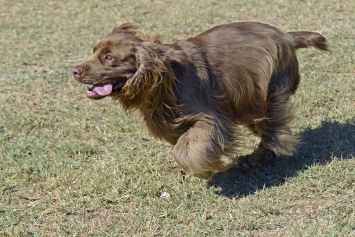 En sussex spaniel som springer i full fart över gräset