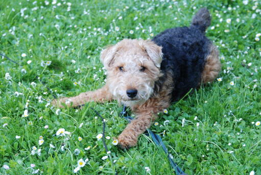 En liten welsh terrier, redo att leka med sin ägare