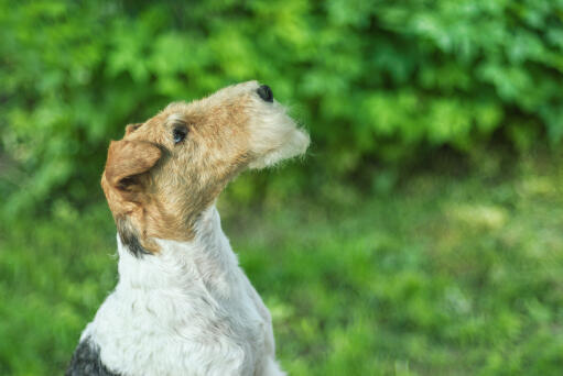 En wire fox terrier som visar upp sin vackra, långa nos och sitt trådiga skägg.