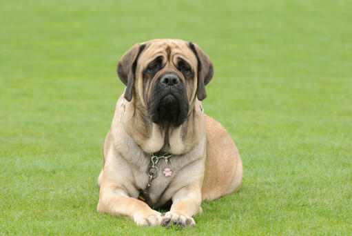 Mastiff-liggande ner