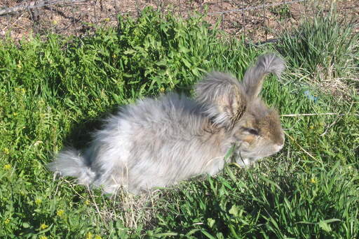 An anGora ra kanin som leker i gräset