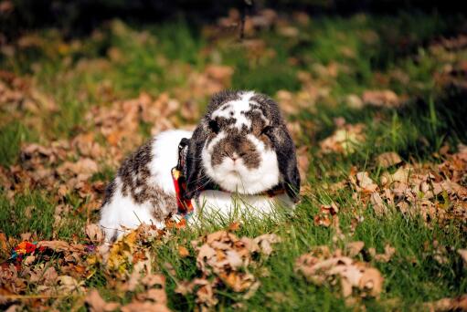 En liten söt liten kanin som sitter i gräset