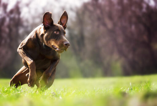 En doberman pinscher som springer i full fart