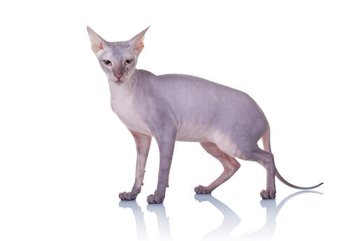 En elegant donskoy-katt med lockiga morrhår