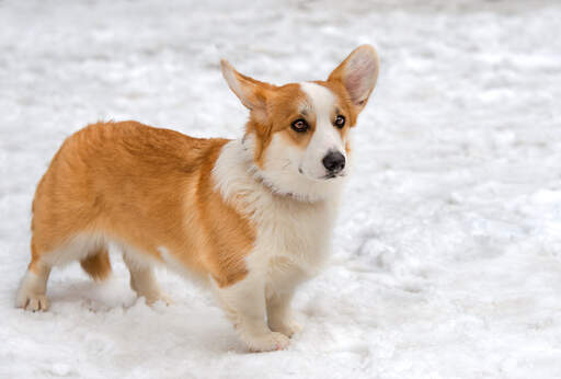 En frisk vuxen cardigan welsh corgi som njuter av Snow