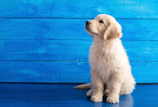 En underbar, liten Golden retriever valp som sitter vackert.