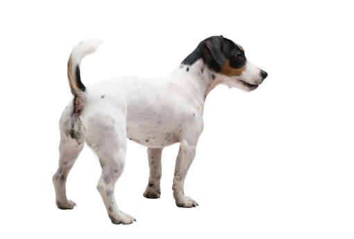 En ung jack russell terrier med en vacker och snygg kort päls