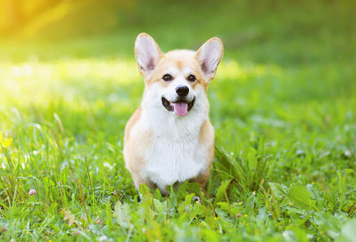 En vacker, liten pembroke welsh corgi som tålmodigt väntar i gräset