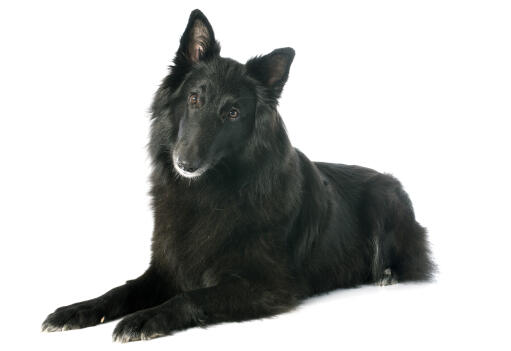 En vacker belgisk herdehund (groenendael) som ligger ner