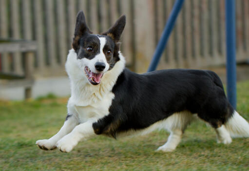 En svart och vit vuxen cardigan welsh corgi, som njuter av lite motion.