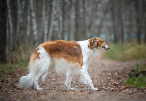 En vacker, brun och vit borzoi som visar upp sin långa, mjuka päls.