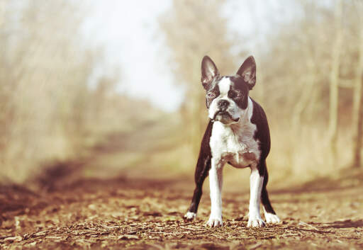 En underbar, liten boston terrier som står upp och väntar på ett kommando