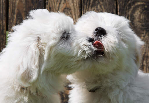 Två GorGeous coton de tulears som har en hundkyss