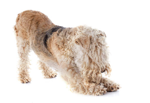 En lakelandterrier som sträcker ut sig rejält