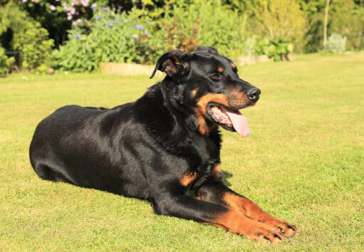 En vacker vuxen beauceron som ligger prydligt i gräset.