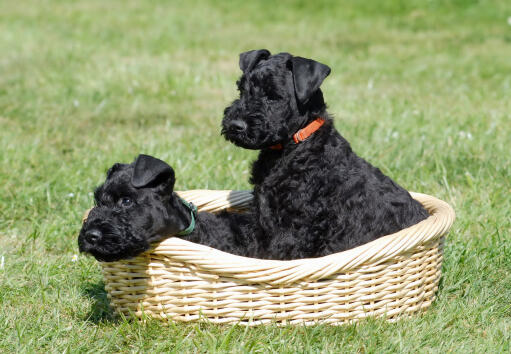 En underbar liten, svart kerry blue terrier valp som sitter i en korg