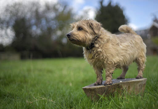 En vuxen norfolkterrier som visar upp sin underbara, korta och lumpiga päls