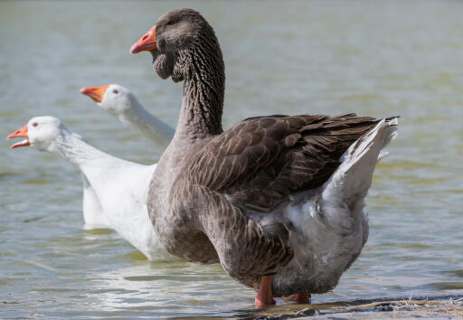 Toulouse Goose paddlar i vattnet