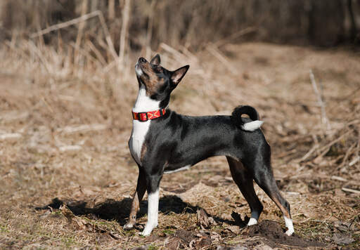 En ung, svart basenji med vackra spetsiga öron