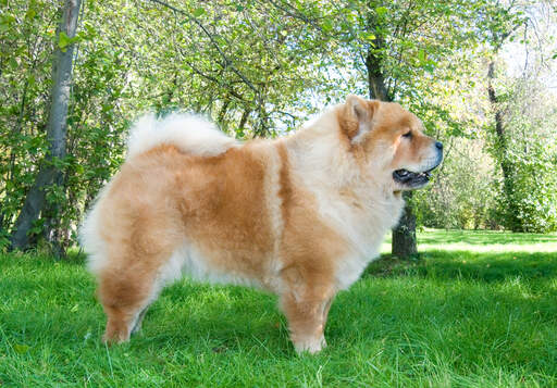 En vuxen chow chow med vacker kroppsbyggnad och spetsiga öron.