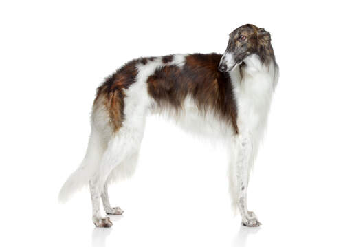 En vuxen borzoi med en härlig frisk päls