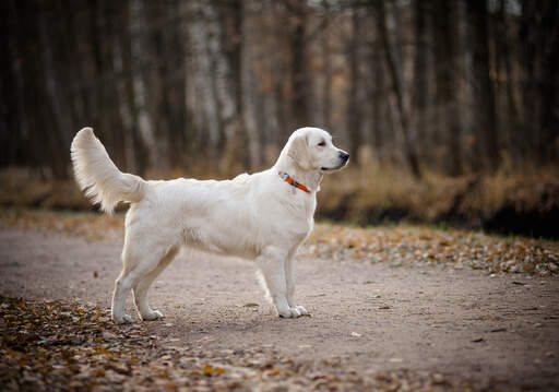 En Golden retrievers vackra stora kropp och stora svans.