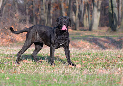 En frisk, vuxen neapolitansk mastiff som visar upp sin stora svans.