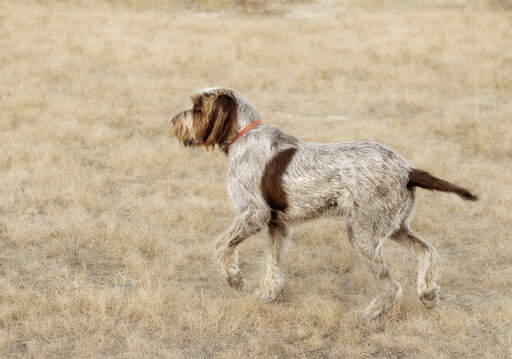 En spinone italiano som visar upp sin mjuka, trådiga päls och spetsiga svans.