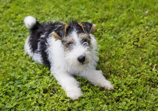 En ung wire fox terrier som ligger i gräset och är redo att leka.