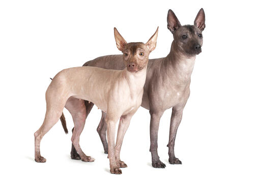 Två mexikanska hårlösa hundar sida vid sida som ser nyfikna ut