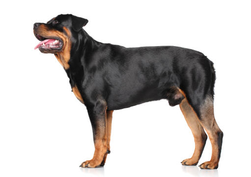 En GorGeous vuxen hane rottweiler som står högt och visar upp sin muskulösa fysik.