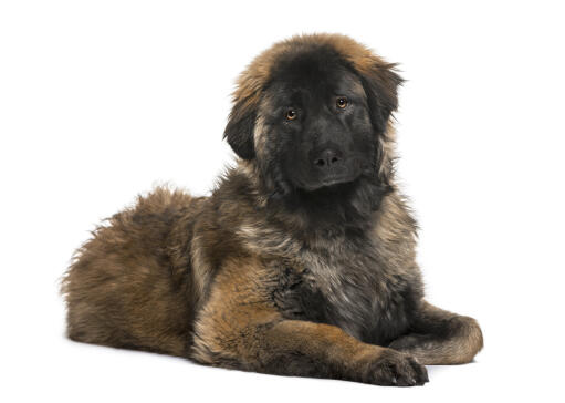 En ung leonberger med en slarvig päls som ligger vackert på Golvet.