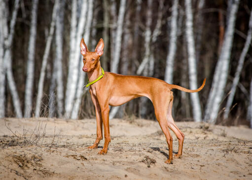 Cirneco dell'etna hund som står i en sandig glänta