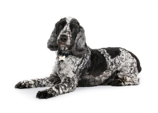 En svartvit ung vuxen engelsk cocker spaniel med en välvårdad päls