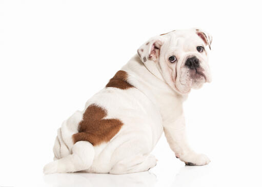 En ung engelsk bulldoggvalp med en vacker, vit och brun päls